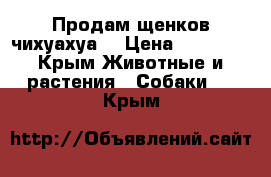 Продам щенков чихуахуа  › Цена ­ 15 000 - Крым Животные и растения » Собаки   . Крым